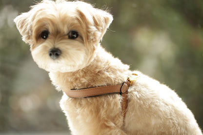 VV Harness キャメル