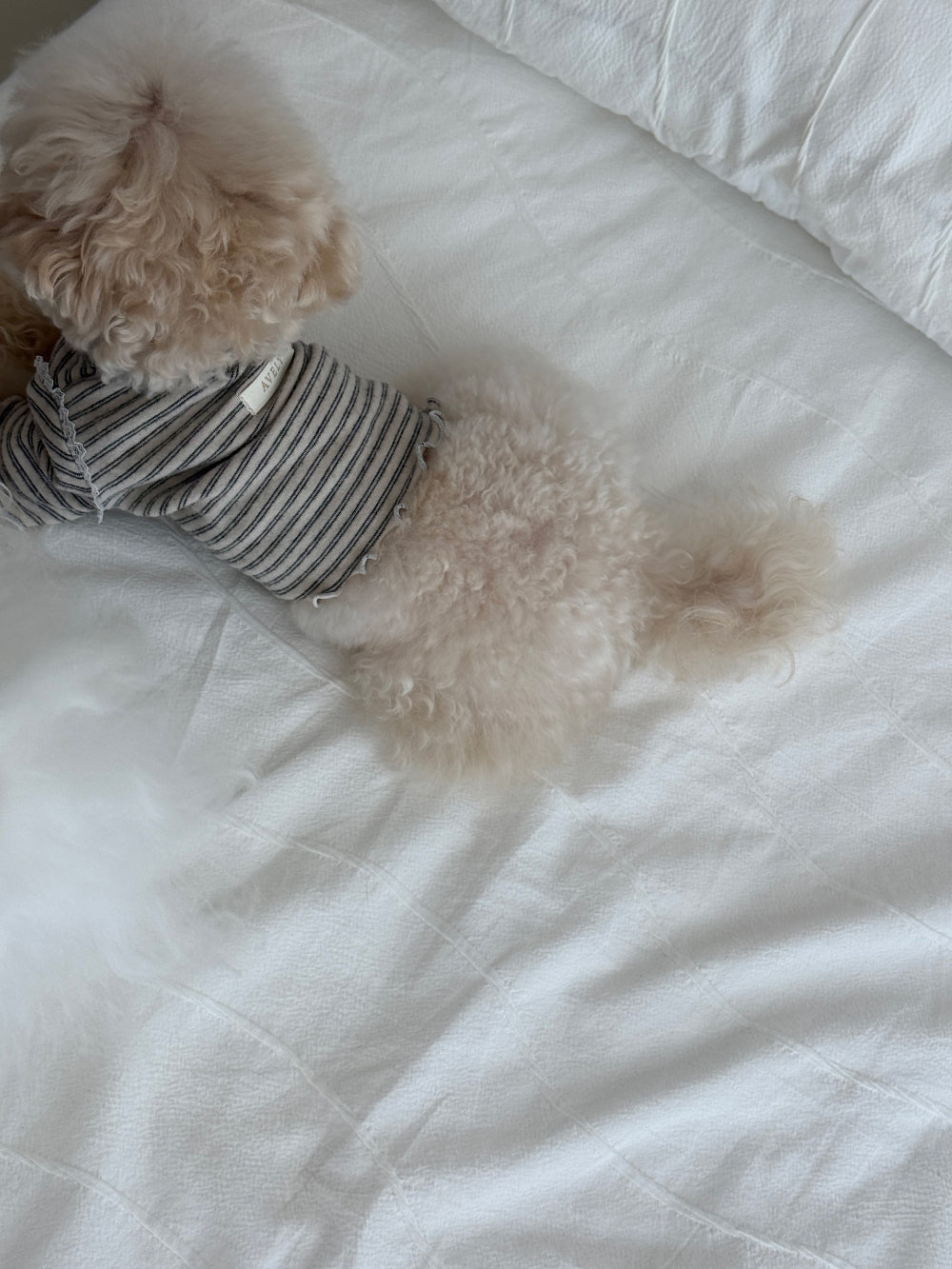 【PRE-ORDER】Wool Stripe Top 全2色