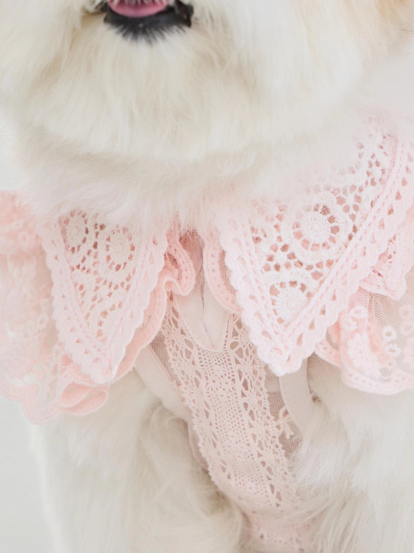Sweetie Bebe Dress 全3色