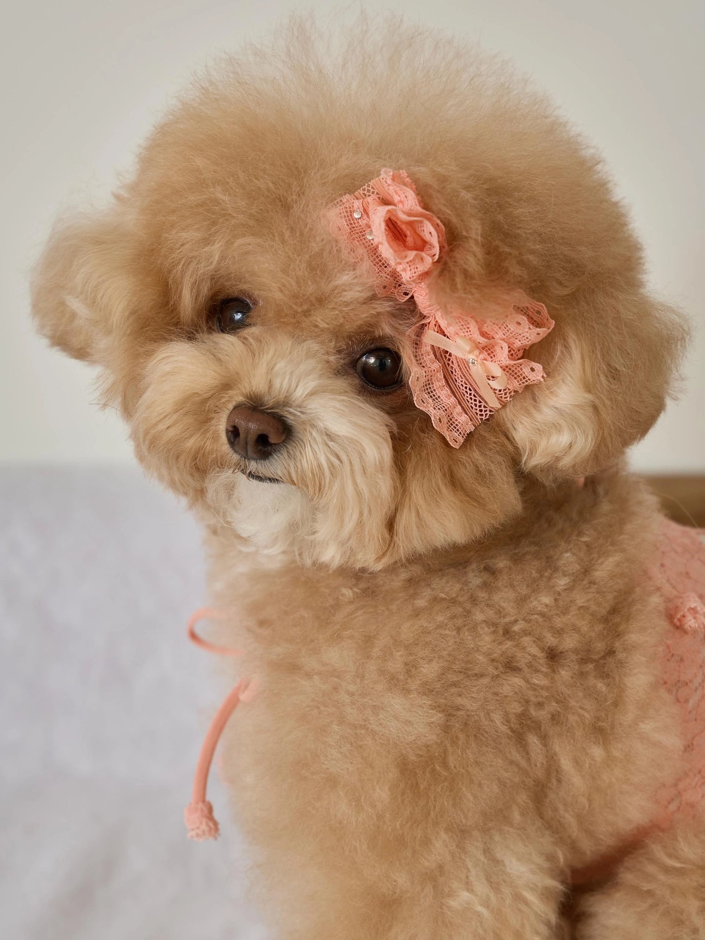 Petit Camisole Hairpin 全3色