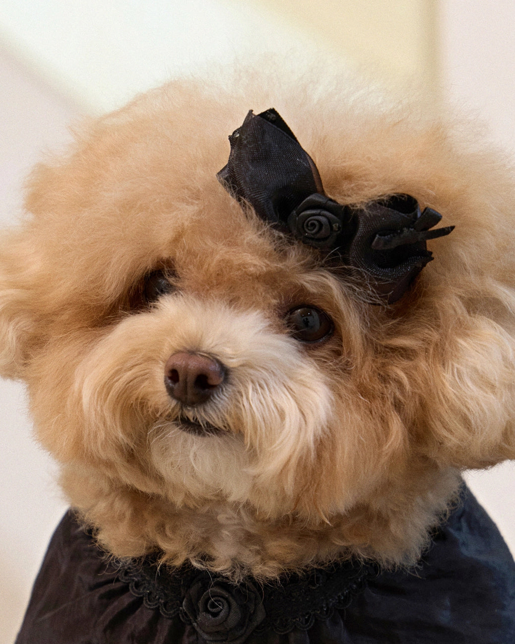 Plié Belle Hairpin 全3色