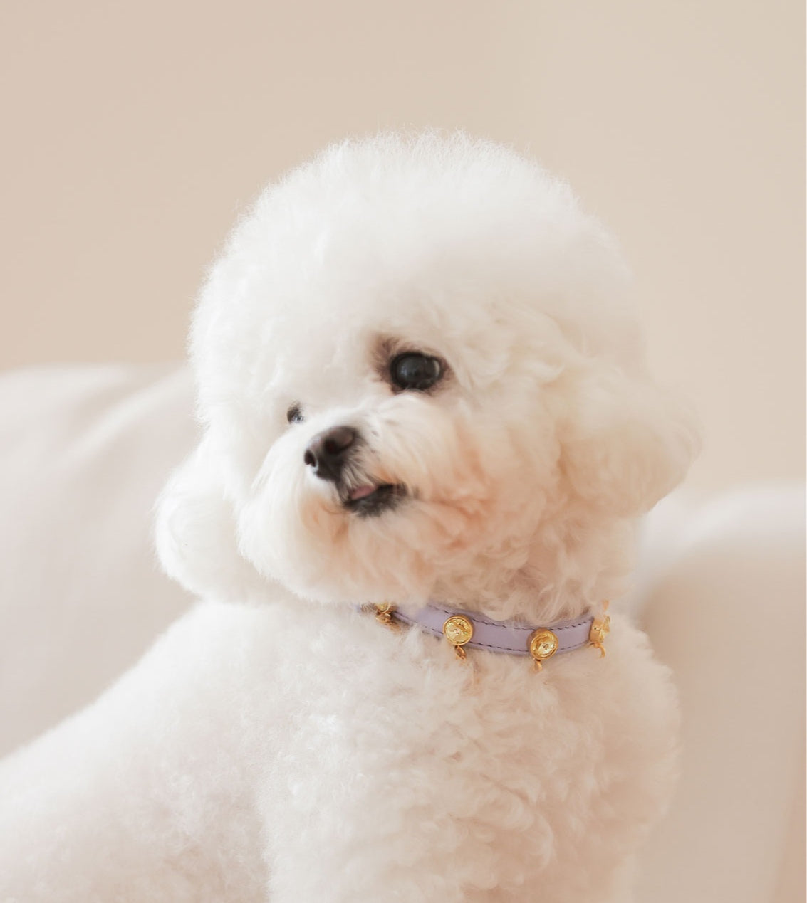予約 Bloom Swarovski Collar【迷子札】ラベンダー