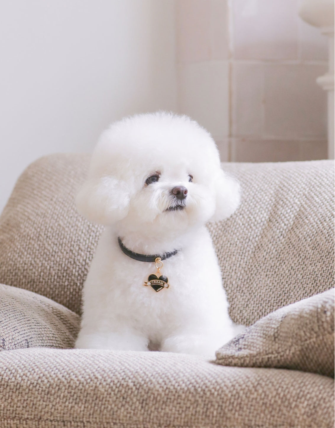 Bloom Collar × In My Heart Pendant【迷子札】 ブラック