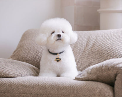 Bloom Collar × In My Heart Pendant【迷子札】 ブラック