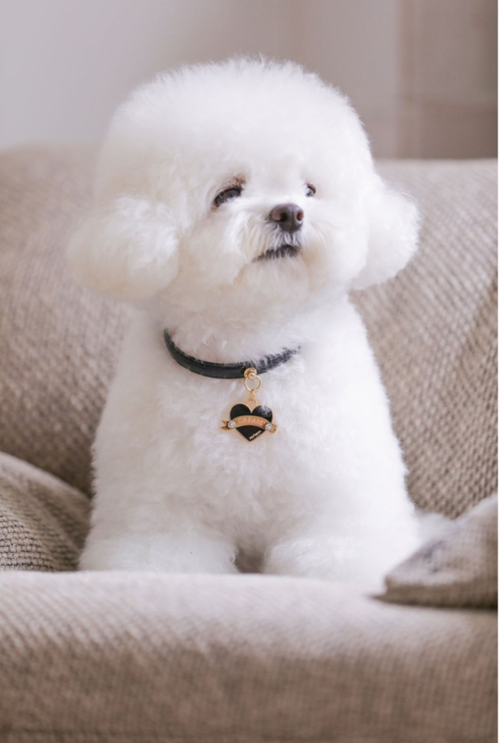 Bloom Collar × In My Heart Pendant【迷子札】 ブラック