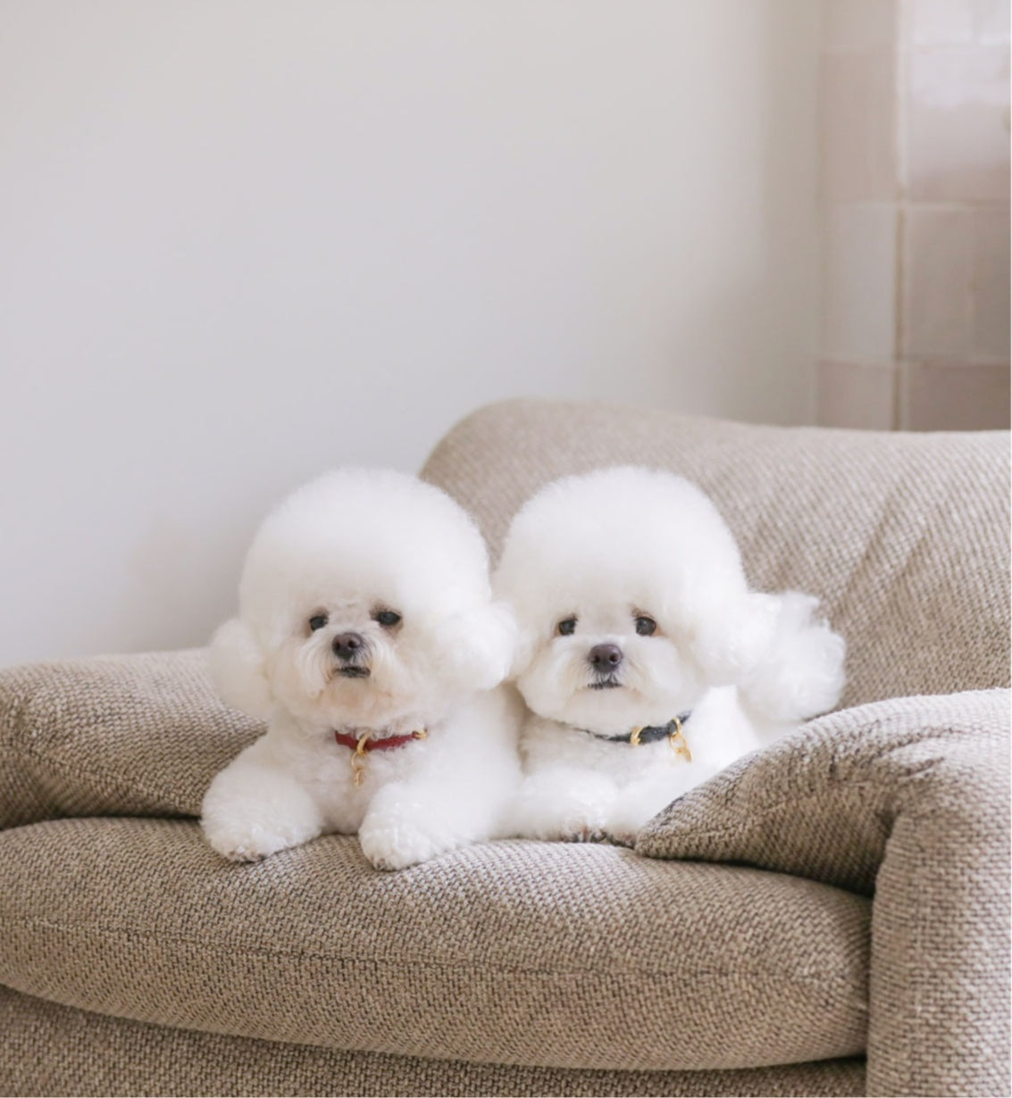 Bloom Leash - オールブラック