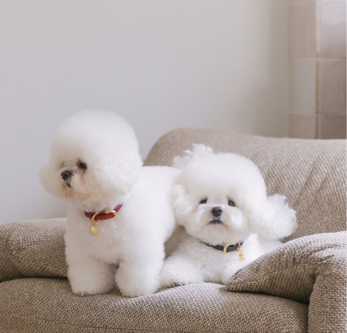 Bloom Leash - オールブラック