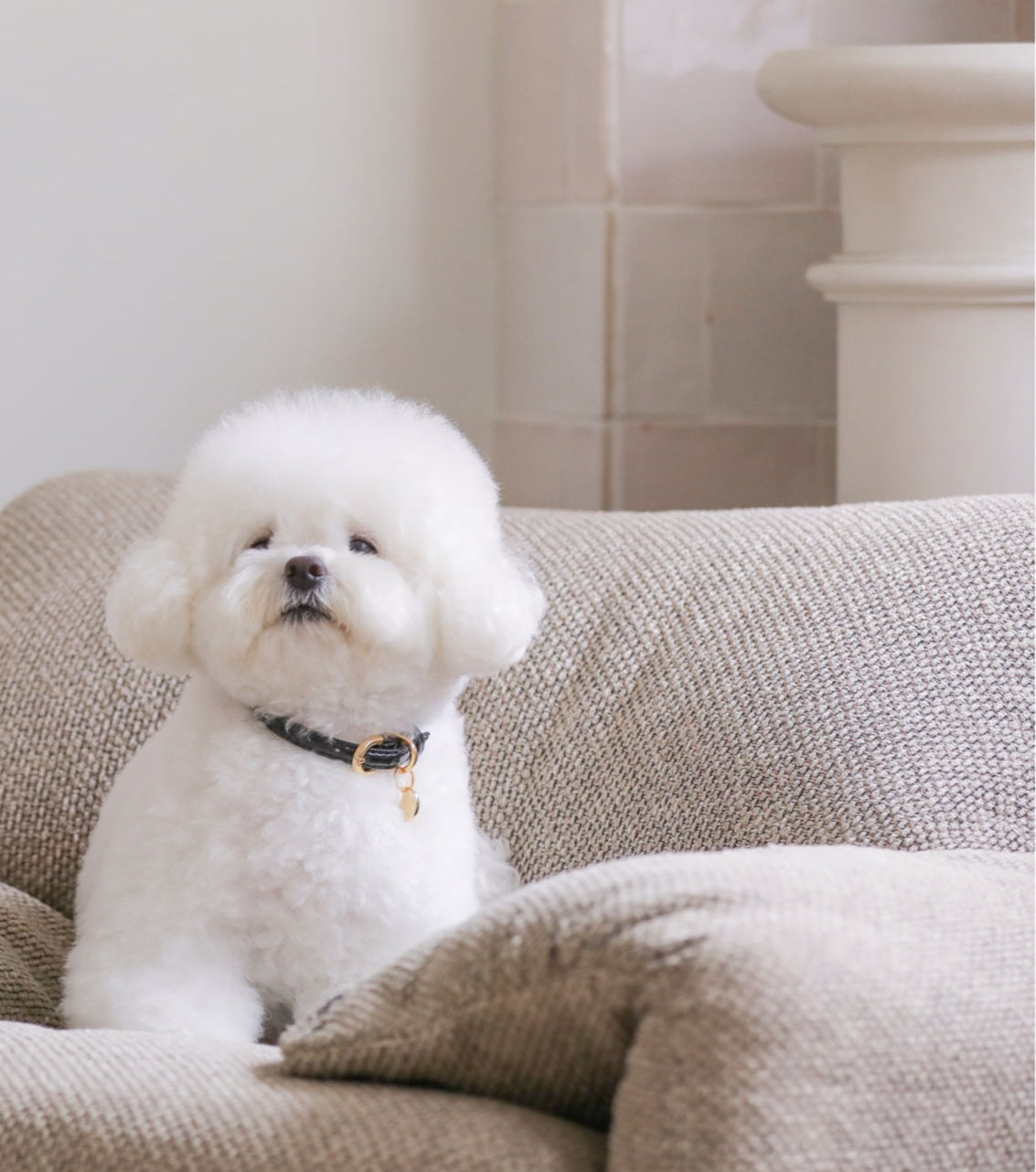 一部即納 Bloom Collar【迷子札】ブラック