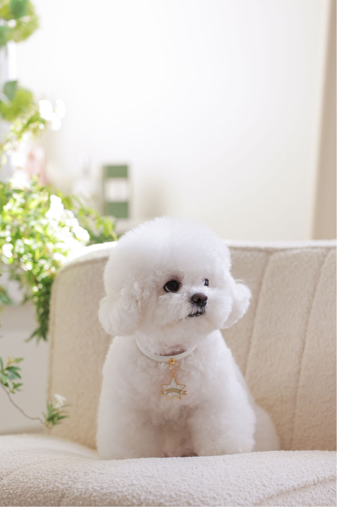 Bloom Collar × You Are My Star Pendant【迷子札】 ホワイト