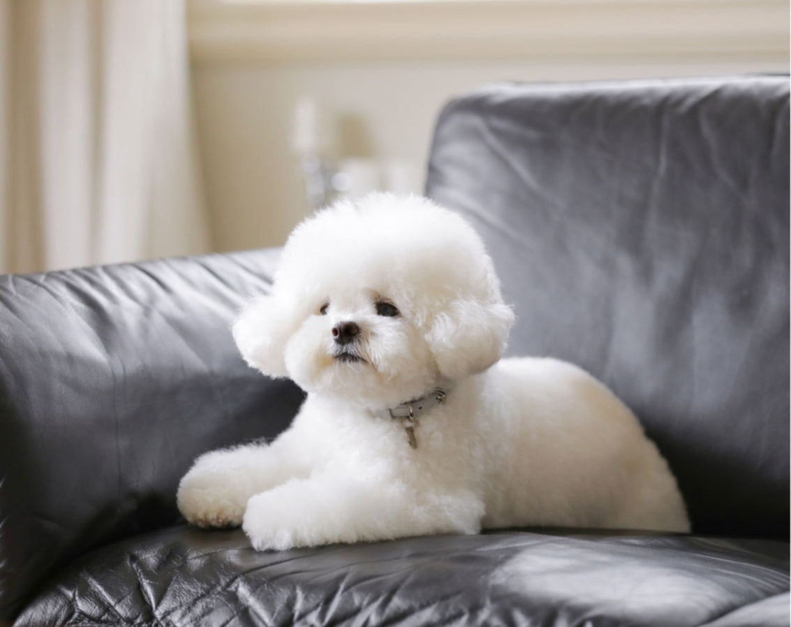 一部即納 Bloom Collar【迷子札】ミルクグレー