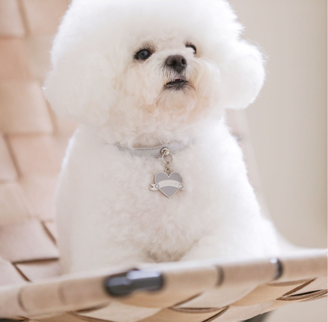 Bloom Collar × In My Heart Pendant【迷子札】 ミルクグレー