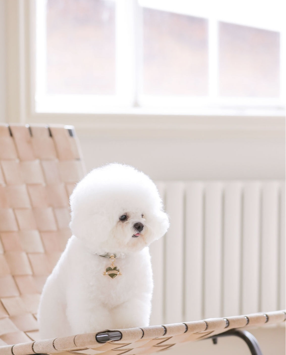 Bloom Collar × In My Heart Pendant【迷子札】 カーキ