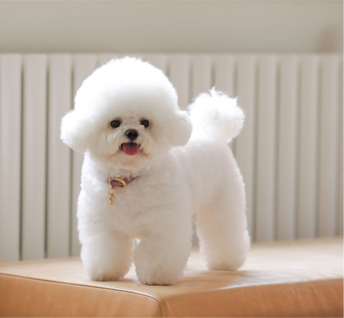 Bloom Leash - ライラック