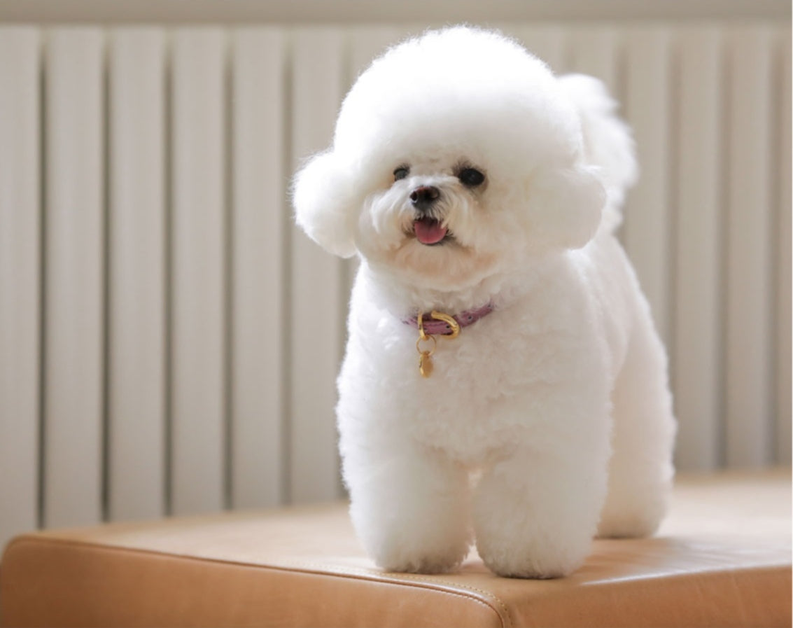 一部即納 Bloom Collar【迷子札】ライラック