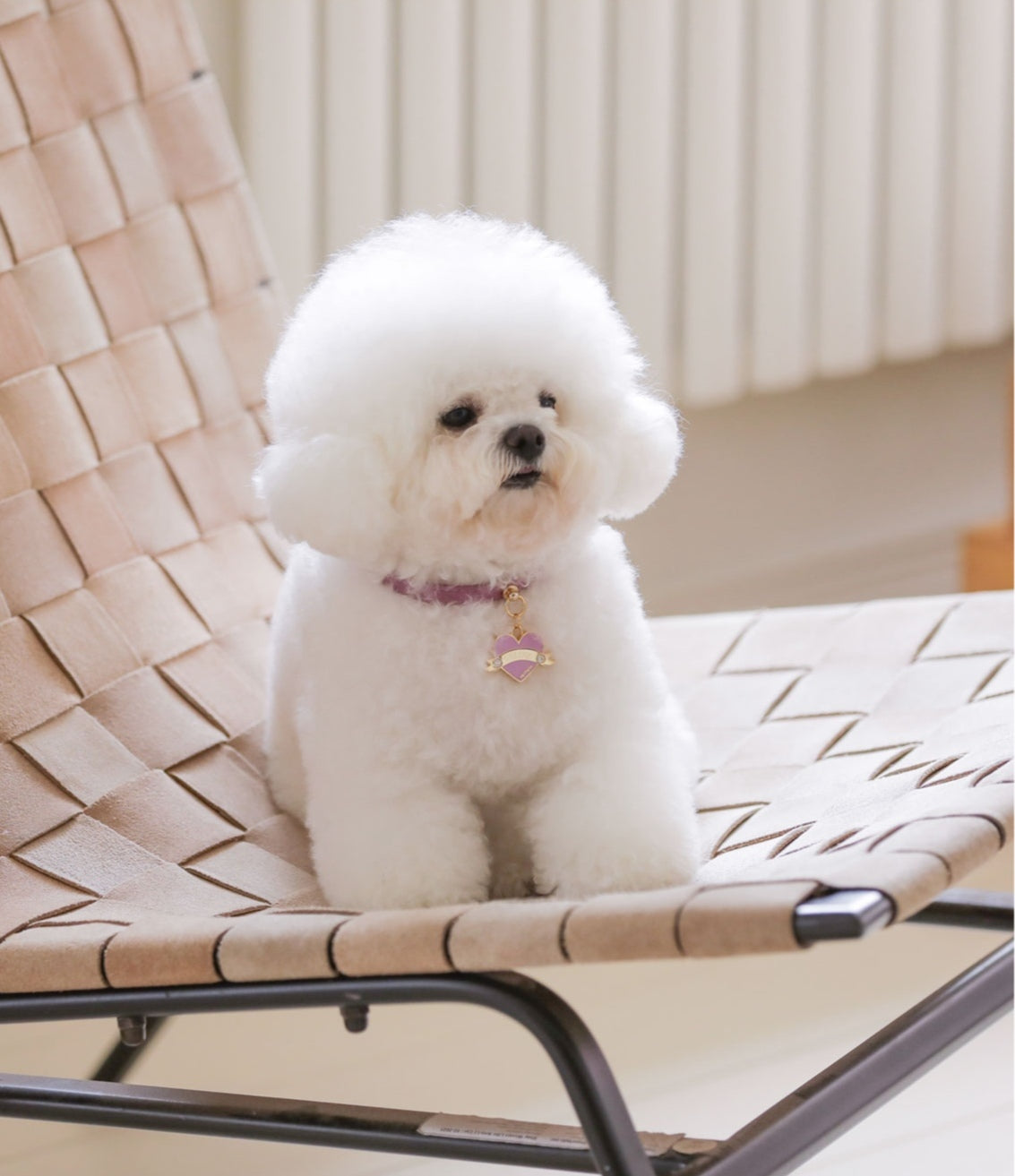 Bloom Collar × In My Heart Pendant【迷子札】 ライラック