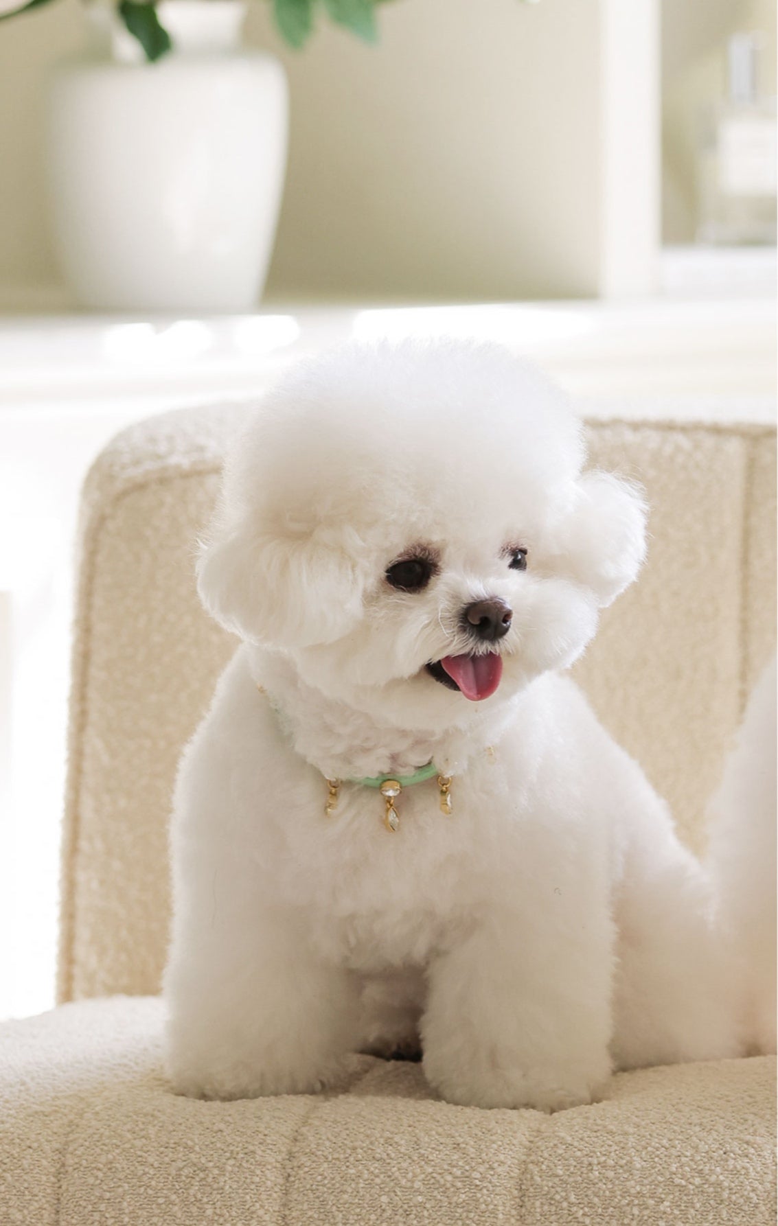 Bloom Swarovski Collar【迷子札】メロングリーン
