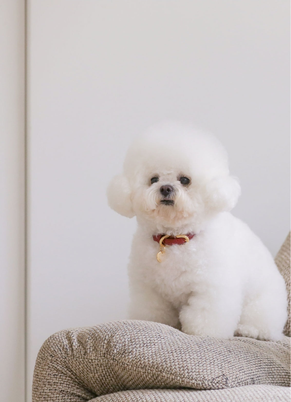 一部即納 Bloom Collar【迷子札】ワイン