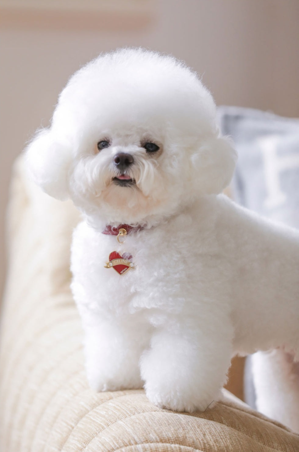 Bloom Collar × In My Heart Pendant【迷子札】 ワイン