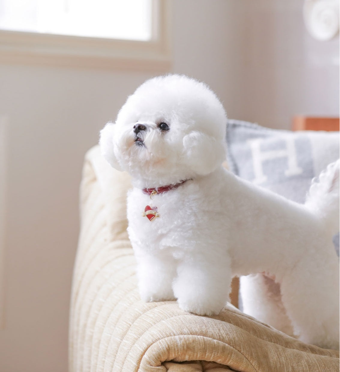 Bloom Collar × In My Heart Pendant【迷子札】 ワイン